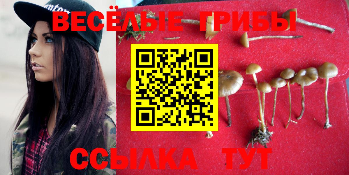 Псилоцибиновые грибы Psilocybe  Лыткарино 